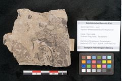 Foto (Objekt + Etikett) von Aspidium tertiareozeelandicum Ettingshausen (NHMW-GEO-2024-0188-10105)